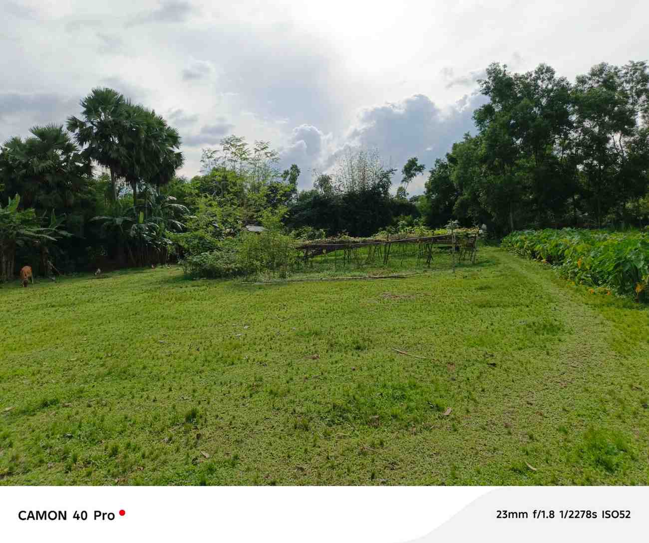মনোরম পরিবেশে সাশ্রয়ী মূল্যের ১০ কাঠা জমি
