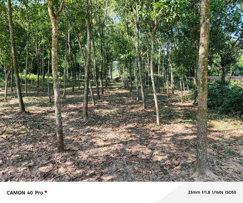 গাজীপুরে ফার্ম হাউজ উপযোগী সাশ্রয়ী মূল্যের ১ বিঘা উচু জমি